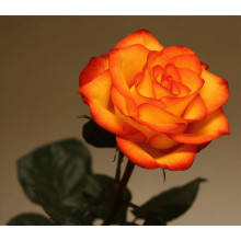 Троянда чайно-гібридна ’Сонечко’|Hybrid tea rose ’Sonechko’|Роза чайно-гибридная ’Солнышко’