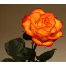 Троянда чайно-гібридна ’Сонечко’|Hybrid tea rose ’Sonechko’|Роза чайно-гибридная ’Солнышко’