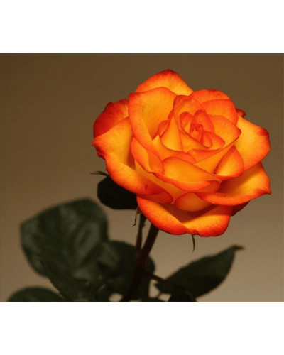 Троянда чайно-гібридна ’Сонечко’|Hybrid tea rose ’Sonechko’|Роза чайно-гибридная ’Солнышко’