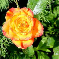 Троянда чайно-гібридна ’Сонечко’|Hybrid tea rose ’Sonechko’|Роза чайно-гибридная ’Солнышко’
