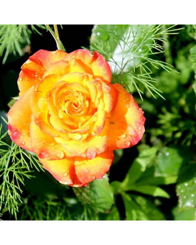 Троянда чайно-гібридна ’Сонечко’|Hybrid tea rose ’Sonechko’|Роза чайно-гибридная ’Солнышко’