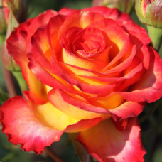 Троянда чайно-гібридна ’Сонечко’|Hybrid tea rose ’Sonechko’|Роза чайно-гибридная ’Солнышко’