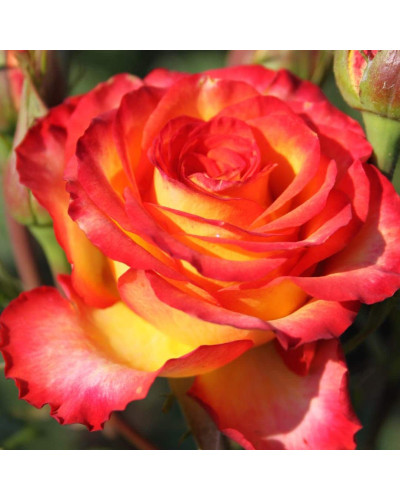 Троянда чайно-гібридна ’Сонечко’|Hybrid tea rose ’Sonechko’|Роза чайно-гибридная ’Солнышко’
