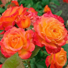 Троянда чайно-гібридна ’Сонечко’|Hybrid tea rose ’Sonechko’|Роза чайно-гибридная ’Солнышко’