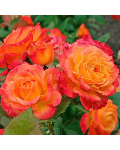 Троянда чайно-гібридна ’Сонечко’|Hybrid tea rose ’Sonechko’|Роза чайно-гибридная ’Солнышко’