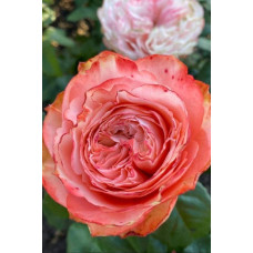 Троянда чайно-гібридна ’Кахала’|Hybrid tea rose ’Kahala’|Роза чайно-гибридная ’Кахала’