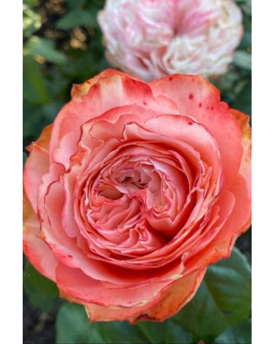 Троянда чайно-гібридна ’Кахала’|Hybrid tea rose ’Kahala’|Роза чайно-гибридная ’Кахала’