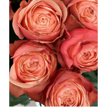 Троянда чайно-гібридна ’Кахала’|Hybrid tea rose ’Kahala’|Роза чайно-гибридная ’Кахала’