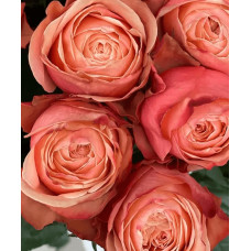 Троянда чайно-гібридна ’Кахала’|Hybrid tea rose ’Kahala’|Роза чайно-гибридная ’Кахала’