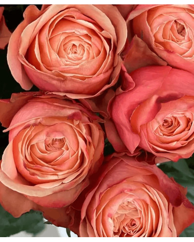 Троянда чайно-гібридна ’Кахала’|Hybrid tea rose ’Kahala’|Роза чайно-гибридная ’Кахала’