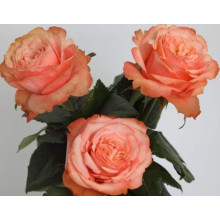 Троянда чайно-гібридна ’Кахала’|Hybrid tea rose ’Kahala’|Роза чайно-гибридная ’Кахала’