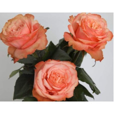 Троянда чайно-гібридна ’Кахала’|Hybrid tea rose ’Kahala’|Роза чайно-гибридная ’Кахала’