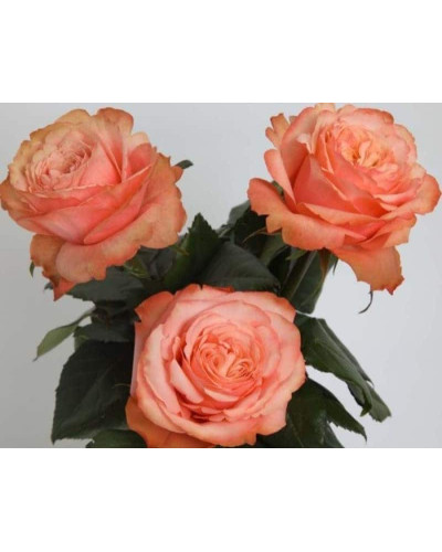 Троянда чайно-гібридна ’Кахала’|Hybrid tea rose ’Kahala’|Роза чайно-гибридная ’Кахала’