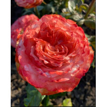 Троянда чайно-гібридна ’Кахала’|Hybrid tea rose ’Kahala’|Роза чайно-гибридная ’Кахала’