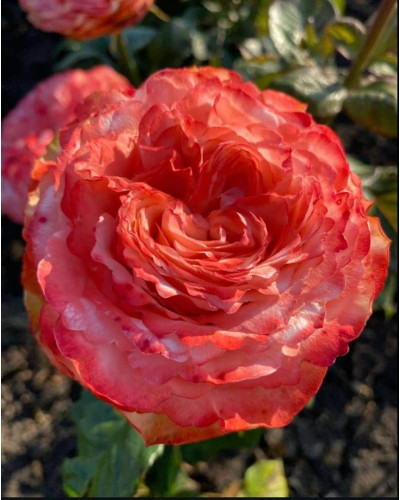 Троянда чайно-гібридна ’Кахала’|Hybrid tea rose ’Kahala’|Роза чайно-гибридная ’Кахала’