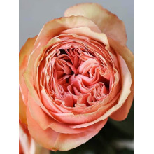 Троянда чайно-гібридна ’Кахала’|Hybrid tea rose ’Kahala’|Роза чайно-гибридная ’Кахала’