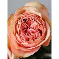 Троянда чайно-гібридна ’Кахала’|Hybrid tea rose ’Kahala’|Роза чайно-гибридная ’Кахала’