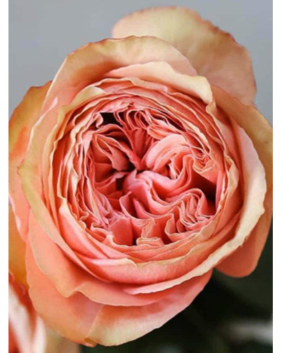 Троянда чайно-гібридна ’Кахала’|Hybrid tea rose ’Kahala’|Роза чайно-гибридная ’Кахала’