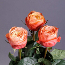 Троянда чайно-гібридна ’Кахала’|Hybrid tea rose ’Kahala’|Роза чайно-гибридная ’Кахала’