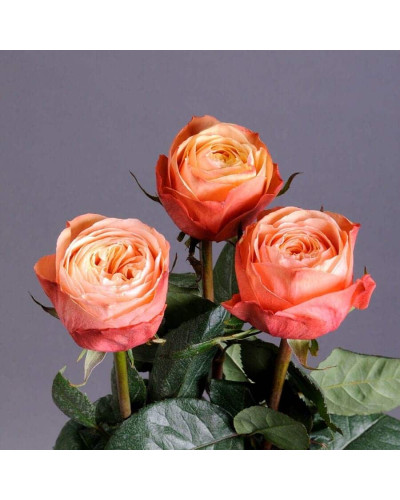 Троянда чайно-гібридна ’Кахала’|Hybrid tea rose ’Kahala’|Роза чайно-гибридная ’Кахала’