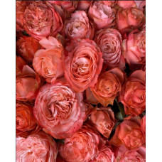Троянда чайно-гібридна ’Кахала’|Hybrid tea rose ’Kahala’|Роза чайно-гибридная ’Кахала’