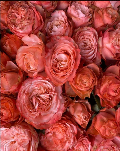 Троянда чайно-гібридна ’Кахала’|Hybrid tea rose ’Kahala’|Роза чайно-гибридная ’Кахала’