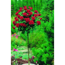 Троянда великоквіткова (бордова) ШТАМБ | Rose large-flowered (burgundy) SHTAMB | Роза крупноцветковая (бордовая) ШТАМБ