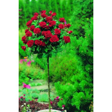 Троянда великоквіткова (бордова) ШТАМБ | Rose large-flowered (burgundy) SHTAMB | Роза крупноцветковая (бордовая) ШТАМБ