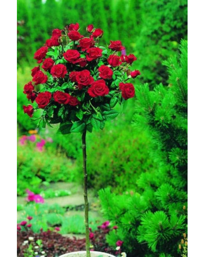 Троянда великоквіткова (бордова) ШТАМБ | Rose large-flowered (burgundy) SHTAMB | Роза крупноцветковая (бордовая) ШТАМБ