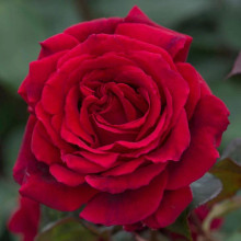 Троянда великоквіткова (бордова) ШТАМБ | Rose large-flowered (burgundy) SHTAMB | Роза крупноцветковая (бордовая) ШТАМБ
