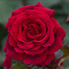Троянда великоквіткова (бордова) ШТАМБ | Rose large-flowered (burgundy) SHTAMB | Роза крупноцветковая (бордовая) ШТАМБ