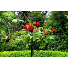 Троянда великоквіткова (бордова) ШТАМБ | Rose large-flowered (burgundy) SHTAMB | Роза крупноцветковая (бордовая) ШТАМБ
