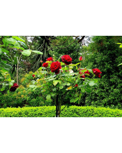 Троянда великоквіткова (бордова) ШТАМБ | Rose large-flowered (burgundy) SHTAMB | Роза крупноцветковая (бордовая) ШТАМБ