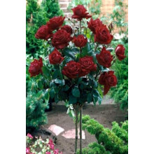 Троянда на штамбі Чорна Королева (бордова) | Rose on the trunk Black Queen(burgundy) | Роза на штамбе Черная Королева (бордовая)