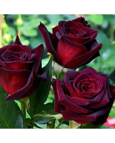 Троянда на штамбі Чорна Королева (бордова) | Rose on the trunk Black Queen(burgundy) | Роза на штамбе Черная Королева (бордовая)