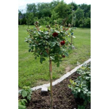 Троянда на штамбі Чорна Королева (бордова) | Rose on the trunk Black Queen(burgundy) | Роза на штамбе Черная Королева (бордовая)