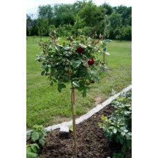 Троянда на штамбі Чорна Королева (бордова) | Rose on the trunk Black Queen(burgundy) | Роза на штамбе Черная Королева (бордовая)