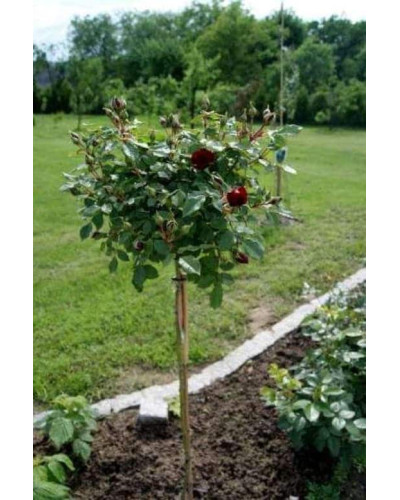 Троянда на штамбі Чорна Королева (бордова) | Rose on the trunk Black Queen(burgundy) | Роза на штамбе Черная Королева (бордовая)