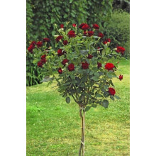 Троянда на штамбі Чорна Королева (бордова) | Rose on the trunk Black Queen(burgundy) | Роза на штамбе Черная Королева (бордовая)