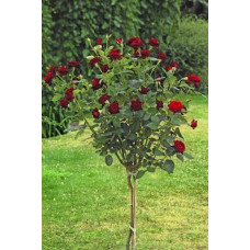 Троянда на штамбі Чорна Королева (бордова) | Rose on the trunk Black Queen(burgundy) | Роза на штамбе Черная Королева (бордовая)