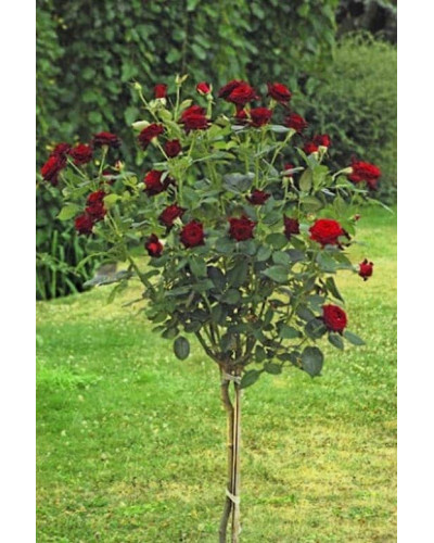 Троянда на штамбі Чорна Королева (бордова) | Rose on the trunk Black Queen(burgundy) | Роза на штамбе Черная Королева (бордовая)