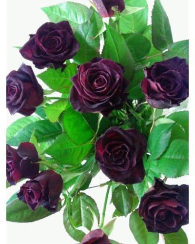 Троянда на штамбі Чорна Королева (бордова) | Rose on the trunk Black Queen(burgundy) | Роза на штамбе Черная Королева (бордовая)