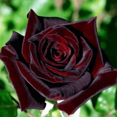 Троянда на штамбі Чорна Королева (бордова) | Rose on the trunk Black Queen(burgundy) | Роза на штамбе Черная Королева (бордовая)