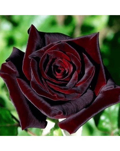 Троянда на штамбі Чорна Королева (бордова) | Rose on the trunk Black Queen(burgundy) | Роза на штамбе Черная Королева (бордовая)