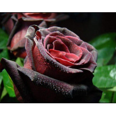 Троянда на штамбі Чорна Королева (бордова) | Rose on the trunk Black Queen(burgundy) | Роза на штамбе Черная Королева (бордовая)