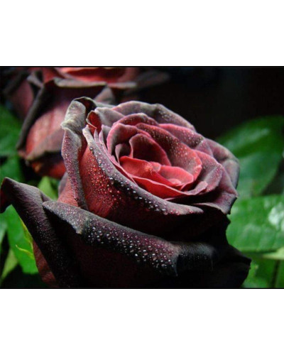 Троянда на штамбі Чорна Королева (бордова) | Rose on the trunk Black Queen(burgundy) | Роза на штамбе Черная Королева (бордовая)