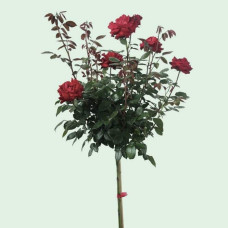 Троянда на штамбі Чорна Королева (бордова) | Rose on the trunk Black Queen(burgundy) | Роза на штамбе Черная Королева (бордовая)