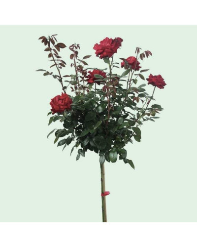 Троянда на штамбі Чорна Королева (бордова) | Rose on the trunk Black Queen(burgundy) | Роза на штамбе Черная Королева (бордовая)