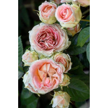 Троянда плетиста Цезарь (рожево-біла) | Rose climber Cesar (pink-white) | Роза плетистая Цезарь (розово-белая)