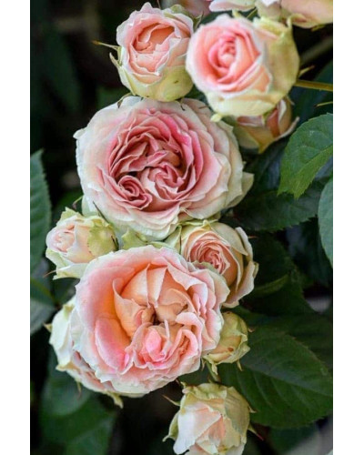 Троянда плетиста Цезарь (рожево-біла) | Rose climber Cesar (pink-white) | Роза плетистая Цезарь (розово-белая)